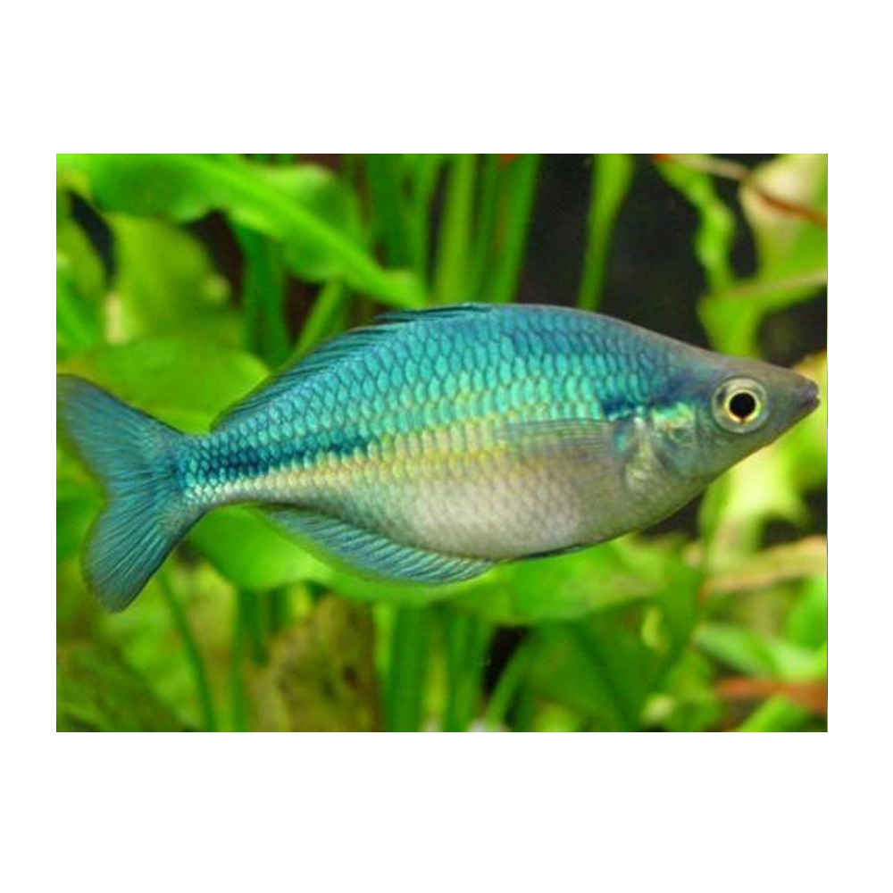 Blue Rainbow