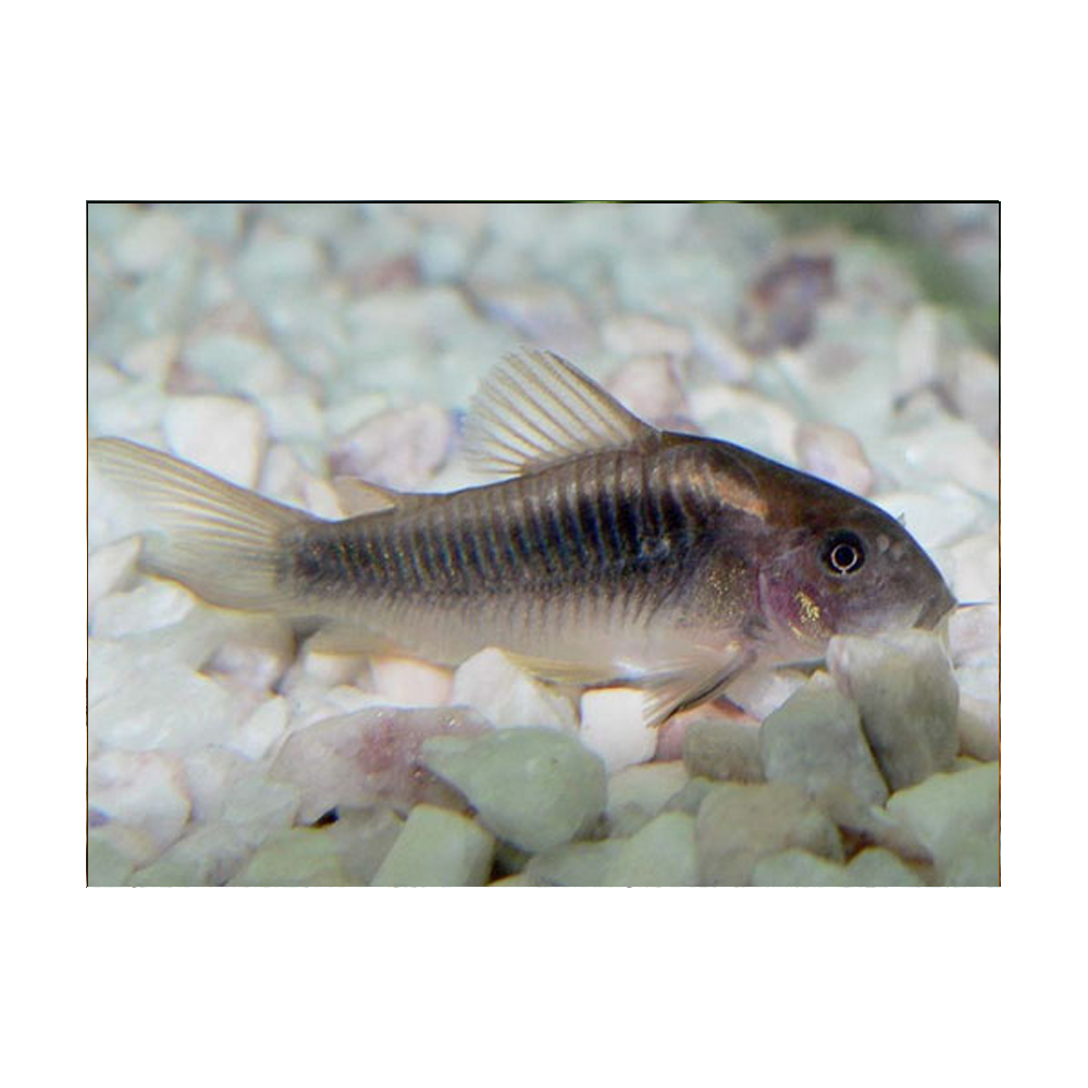 Bronze Catfish