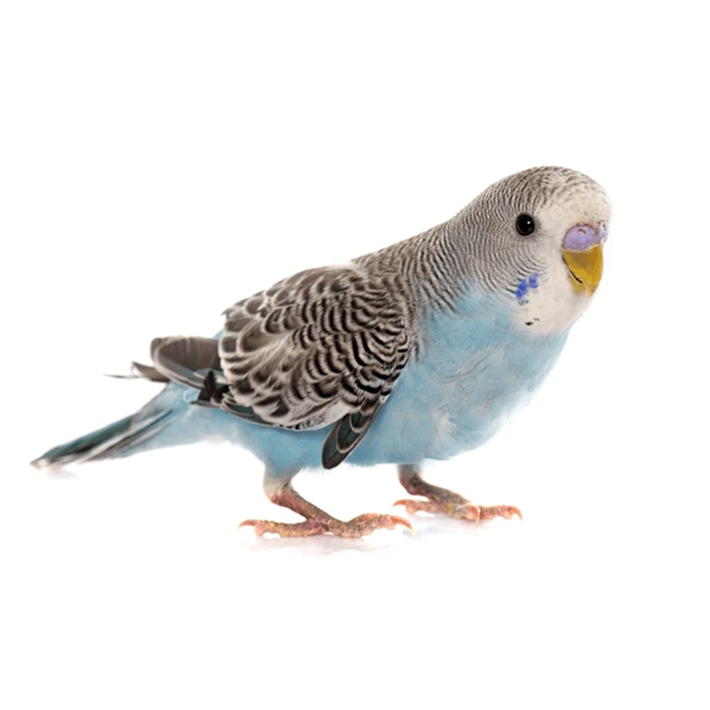 Budgie
