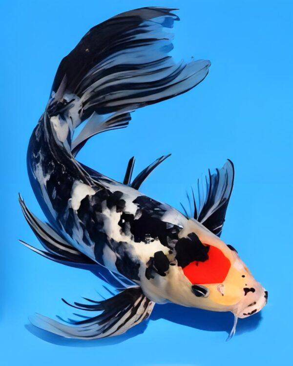 Butterfly Koi A Grade 6-7"