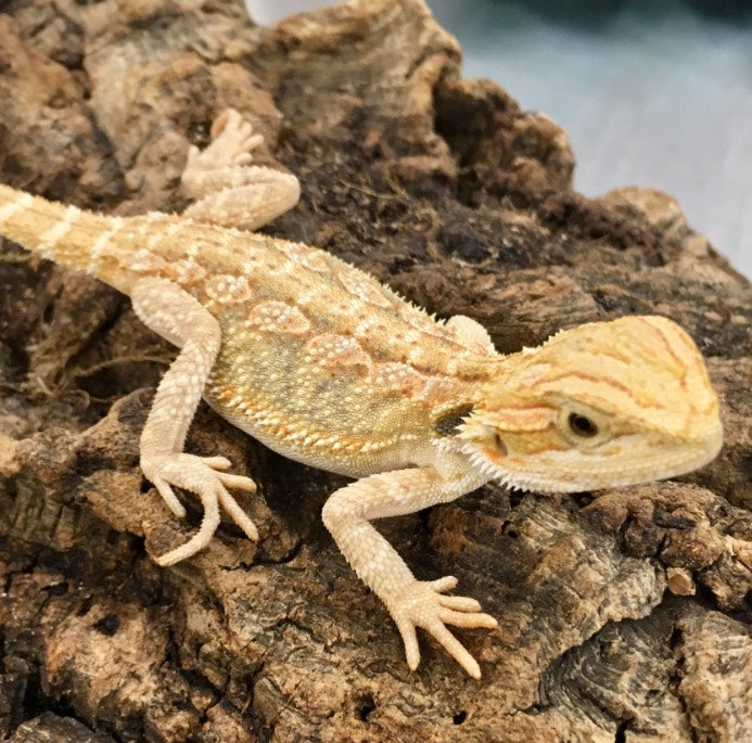Bearded Dragon