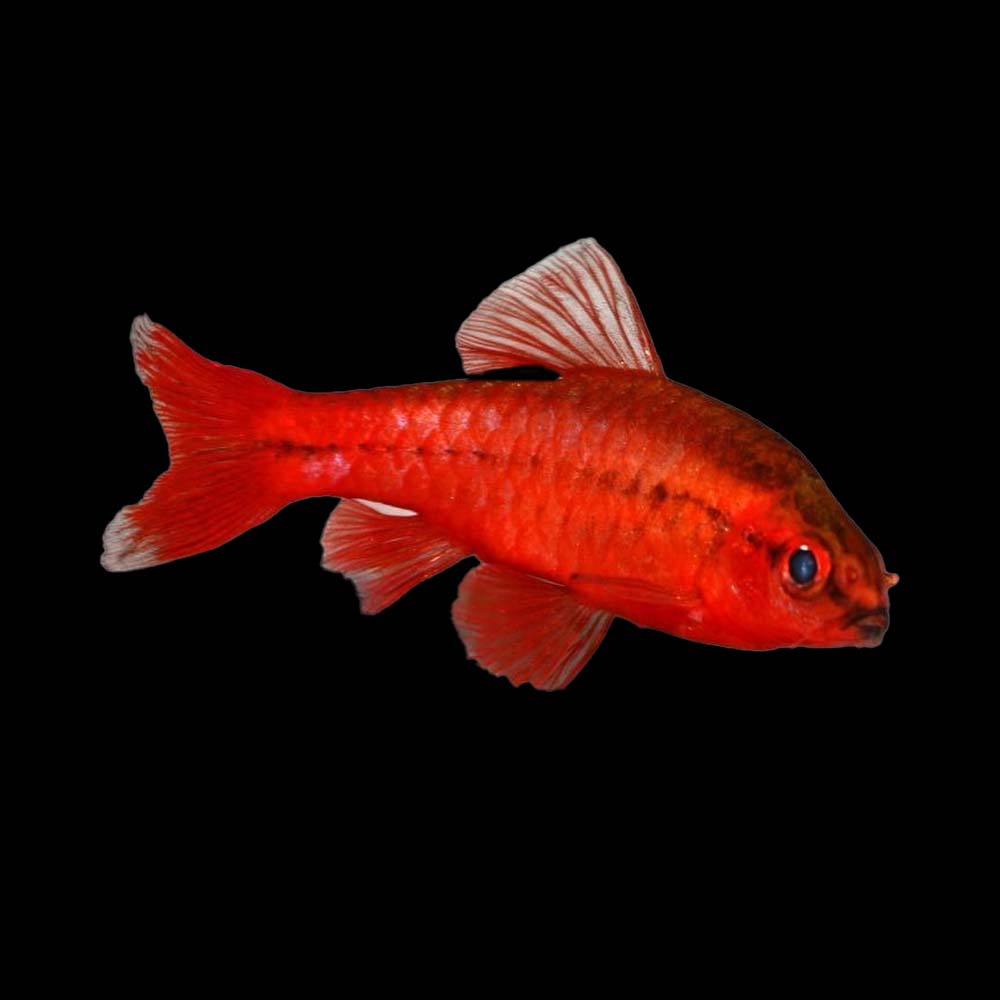 Cherry Barb