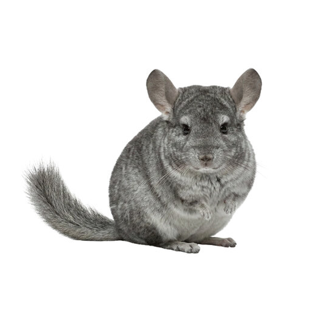 Chinchilla