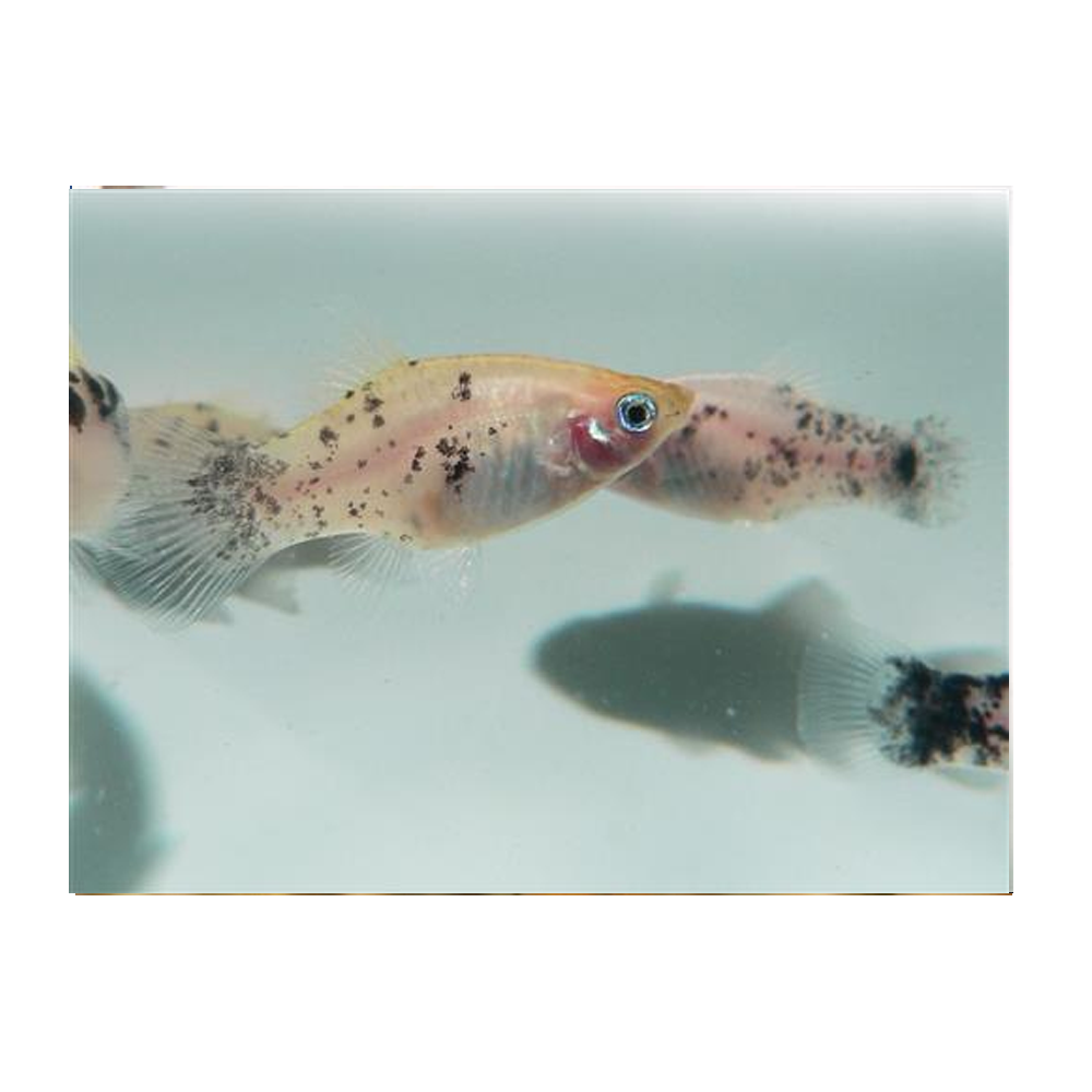 Coffee & Milk Platy