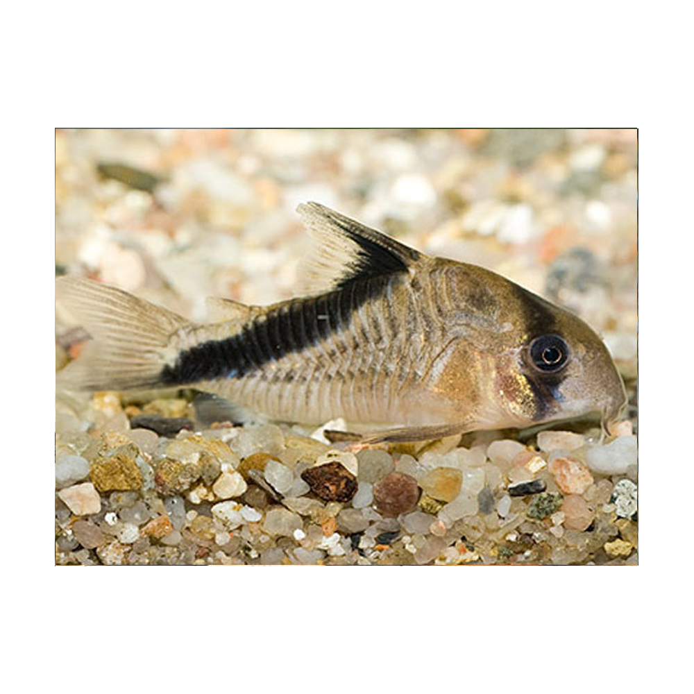 Corydoras Melini