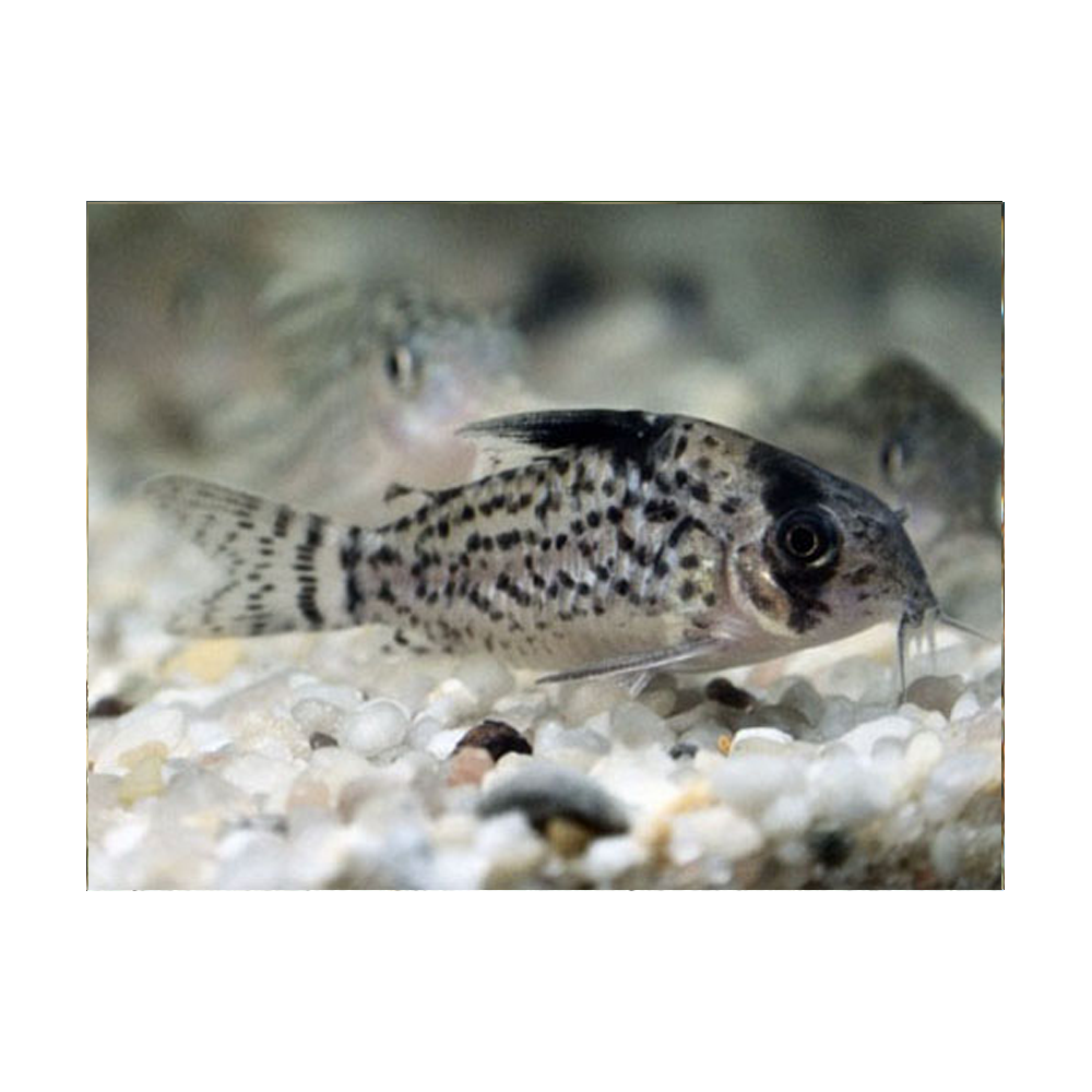 Corydoras Punctatus