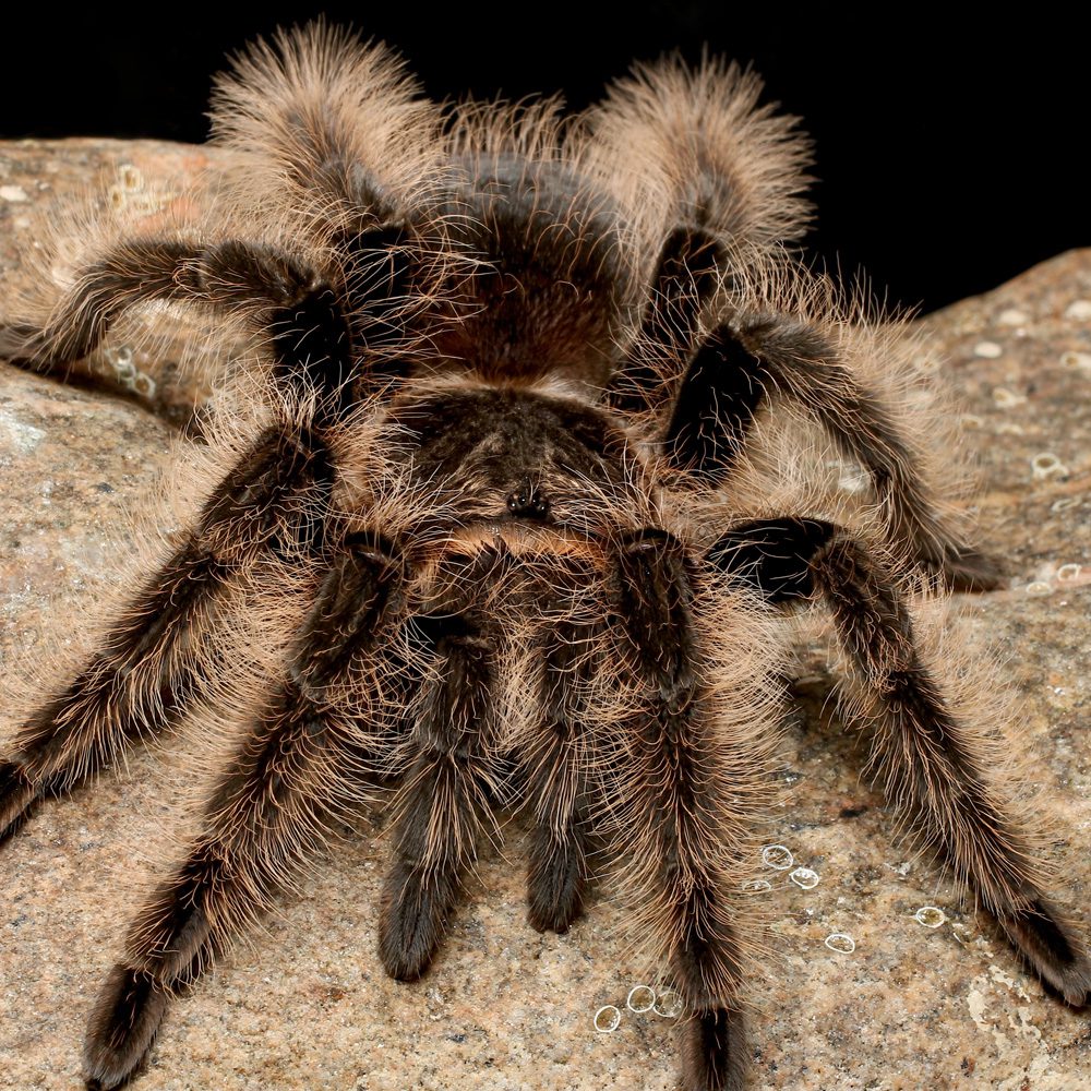 Curly Hair Tarantula