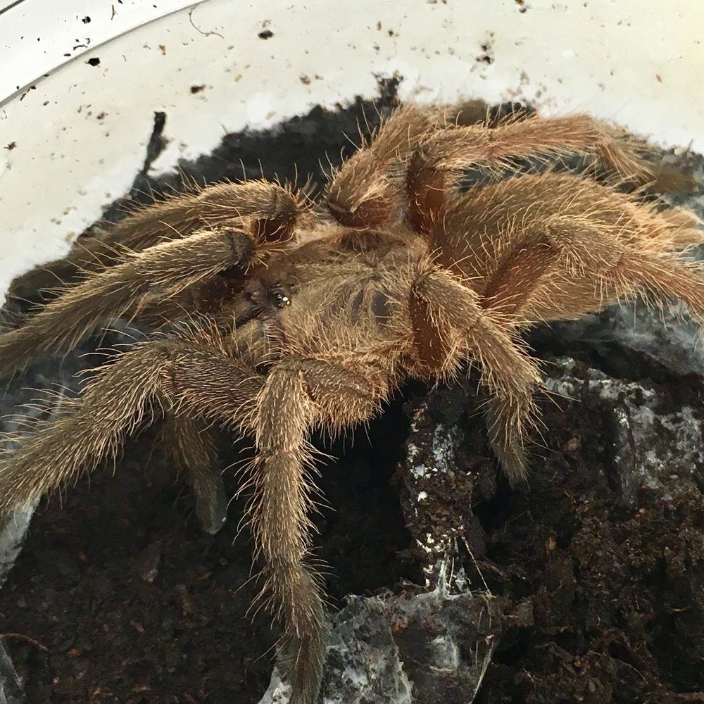 Dark Earth Tiger Tarantula