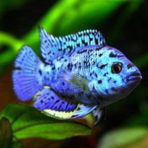 Electric Blue Jack Dempsey Cichlid 1.5"