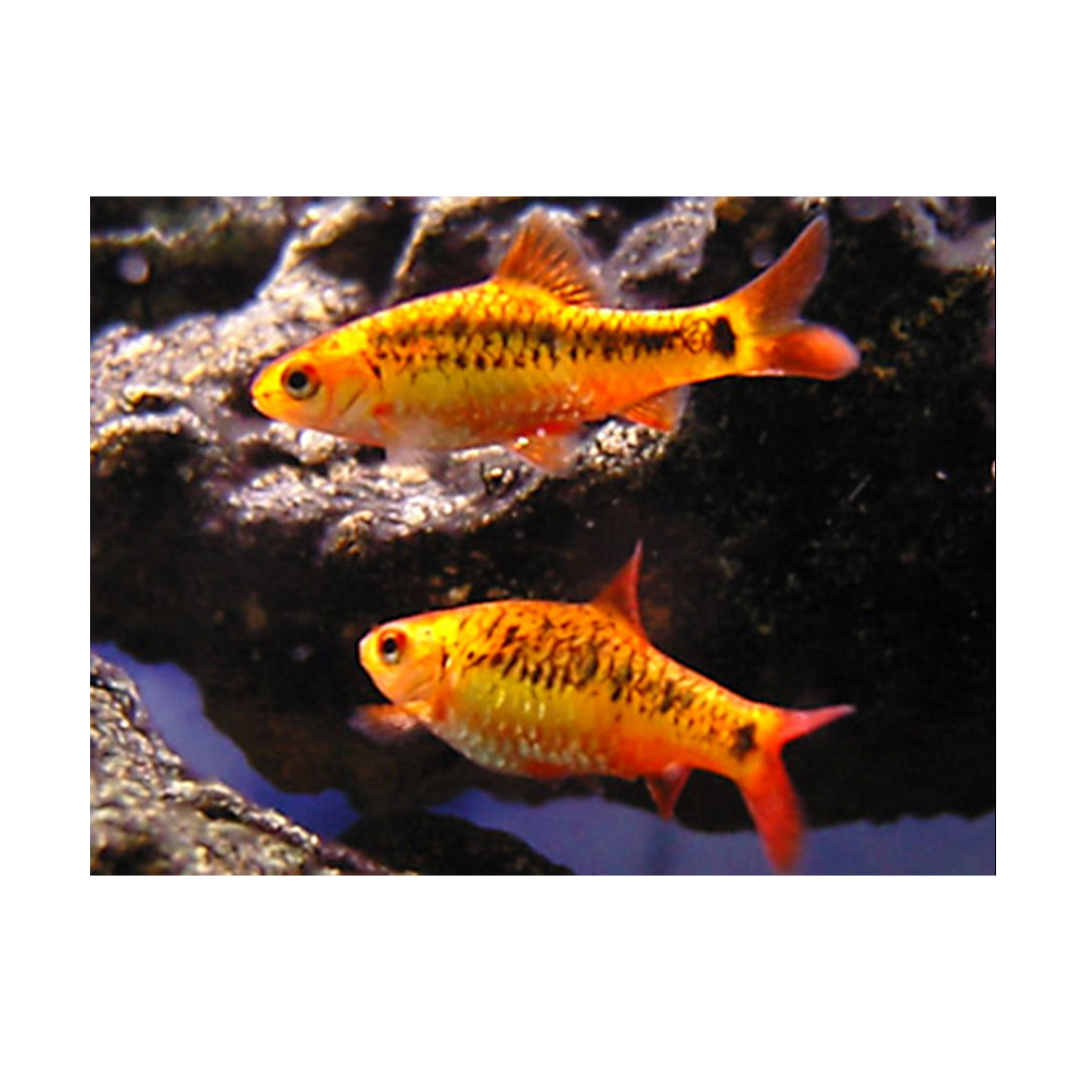 Golden (Sachsi) Barb