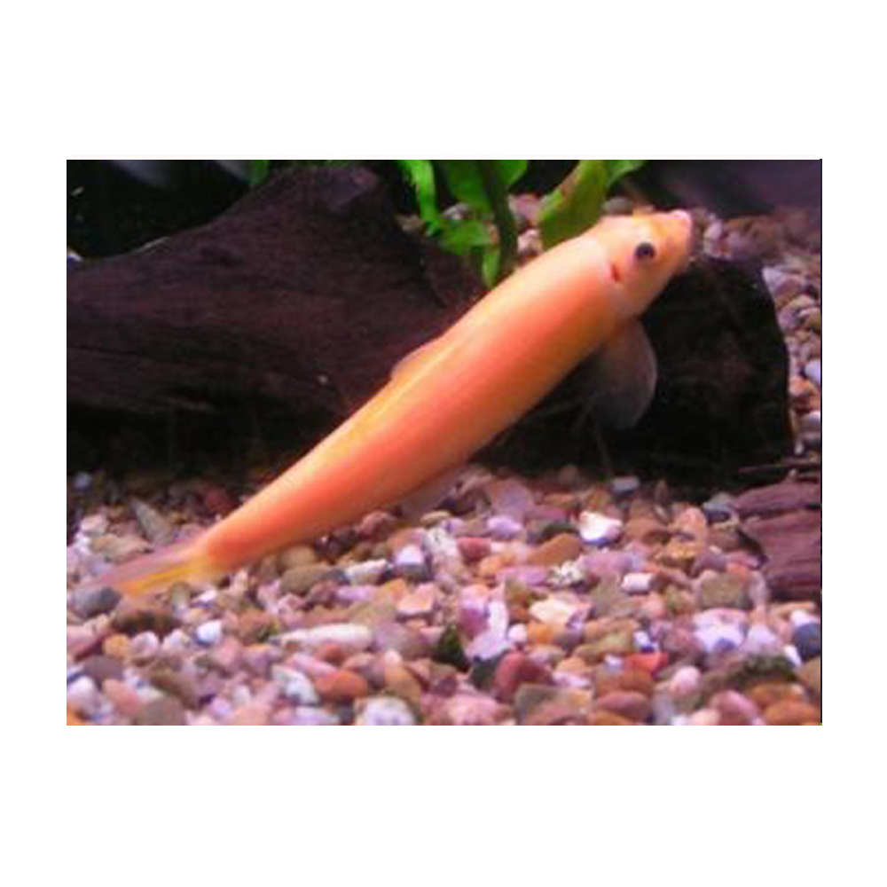 Golden Sucking Loach