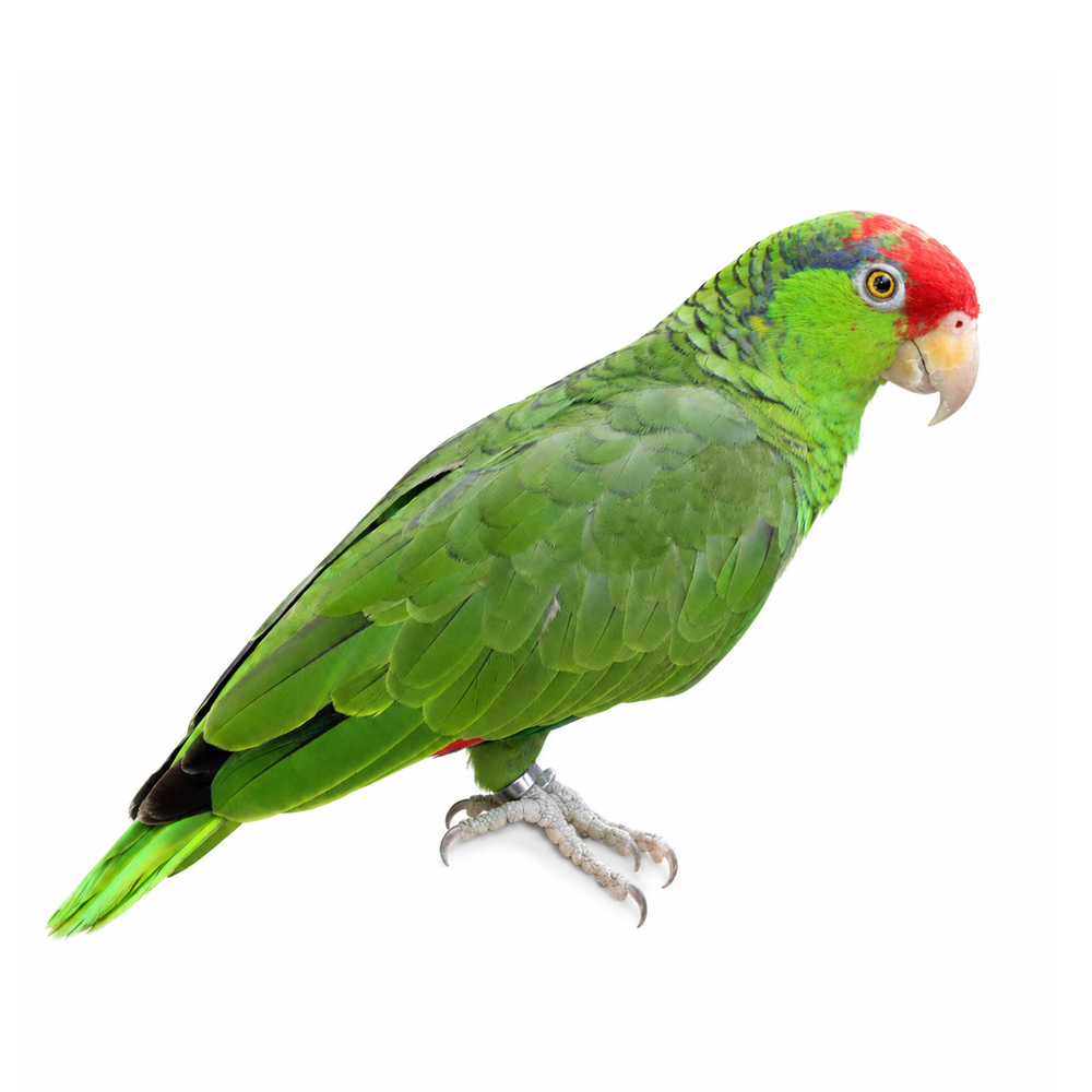 Green-Cheeked Amazon