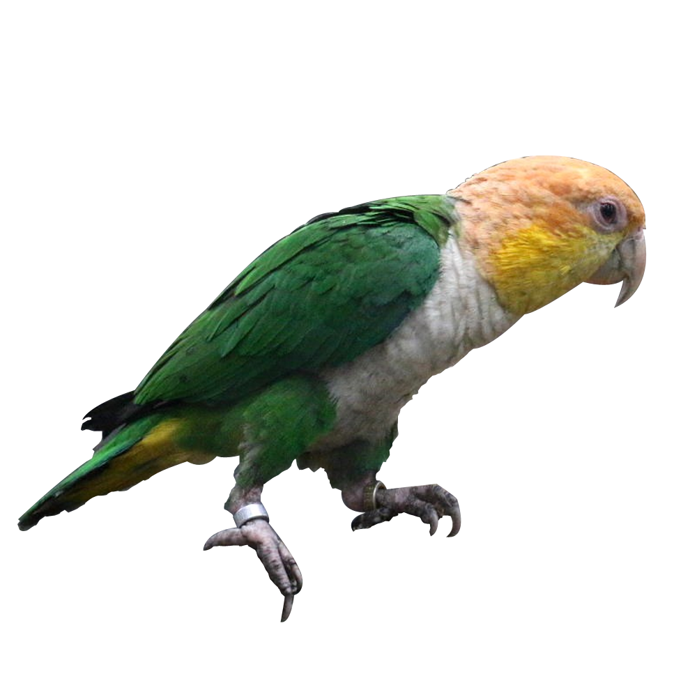 Green-Thighed Caique