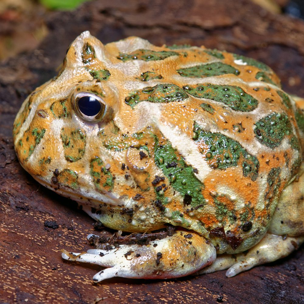 Green Horned Frog