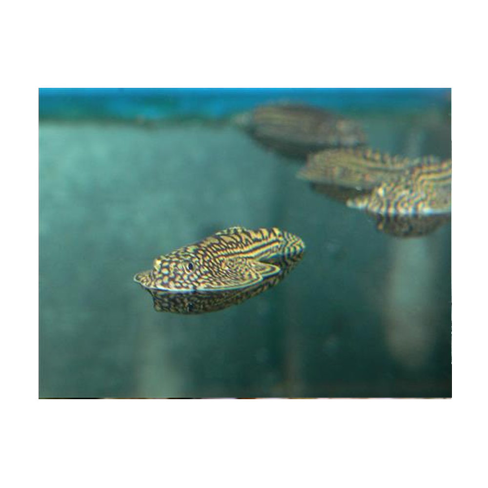 Hillstream Loach