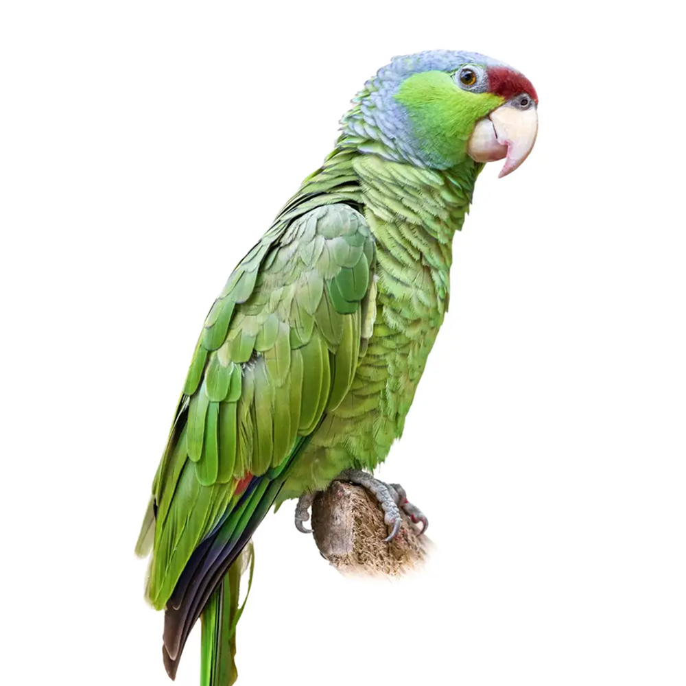 Lilac Crowned Amazon