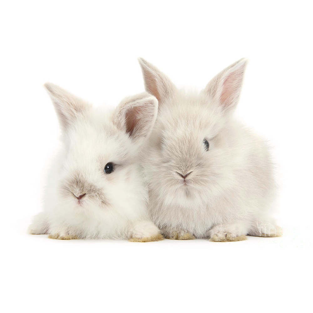 Lionhead Bunny