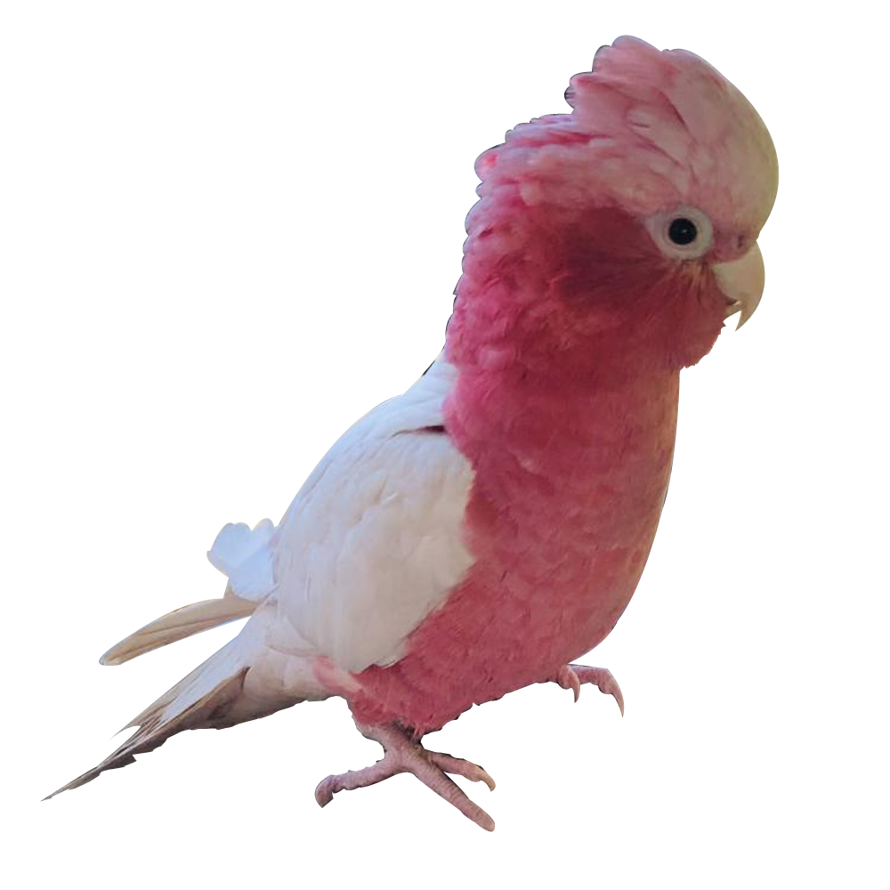 Lutino Galah Cockatoo