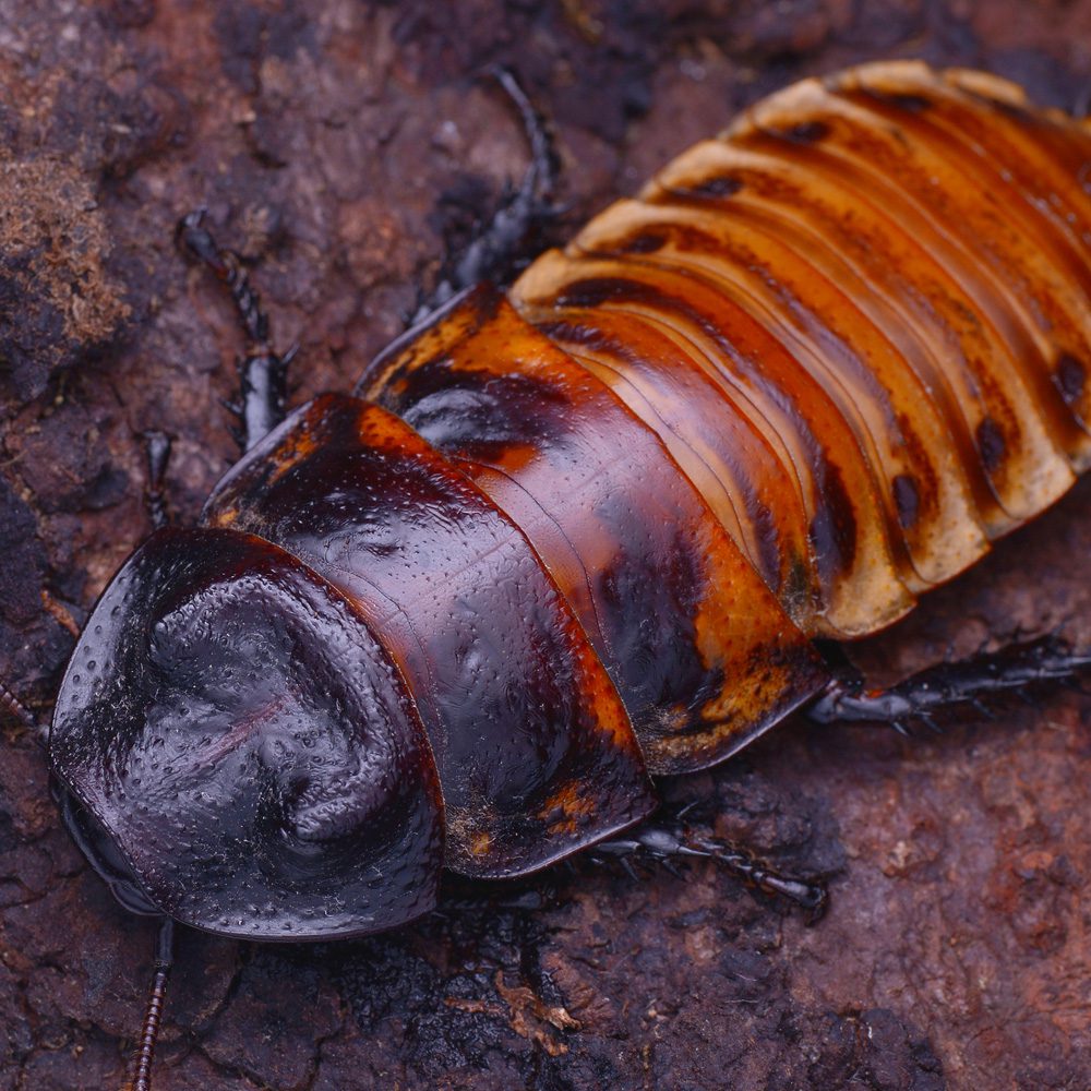 Madagascan Hissing Cockroach