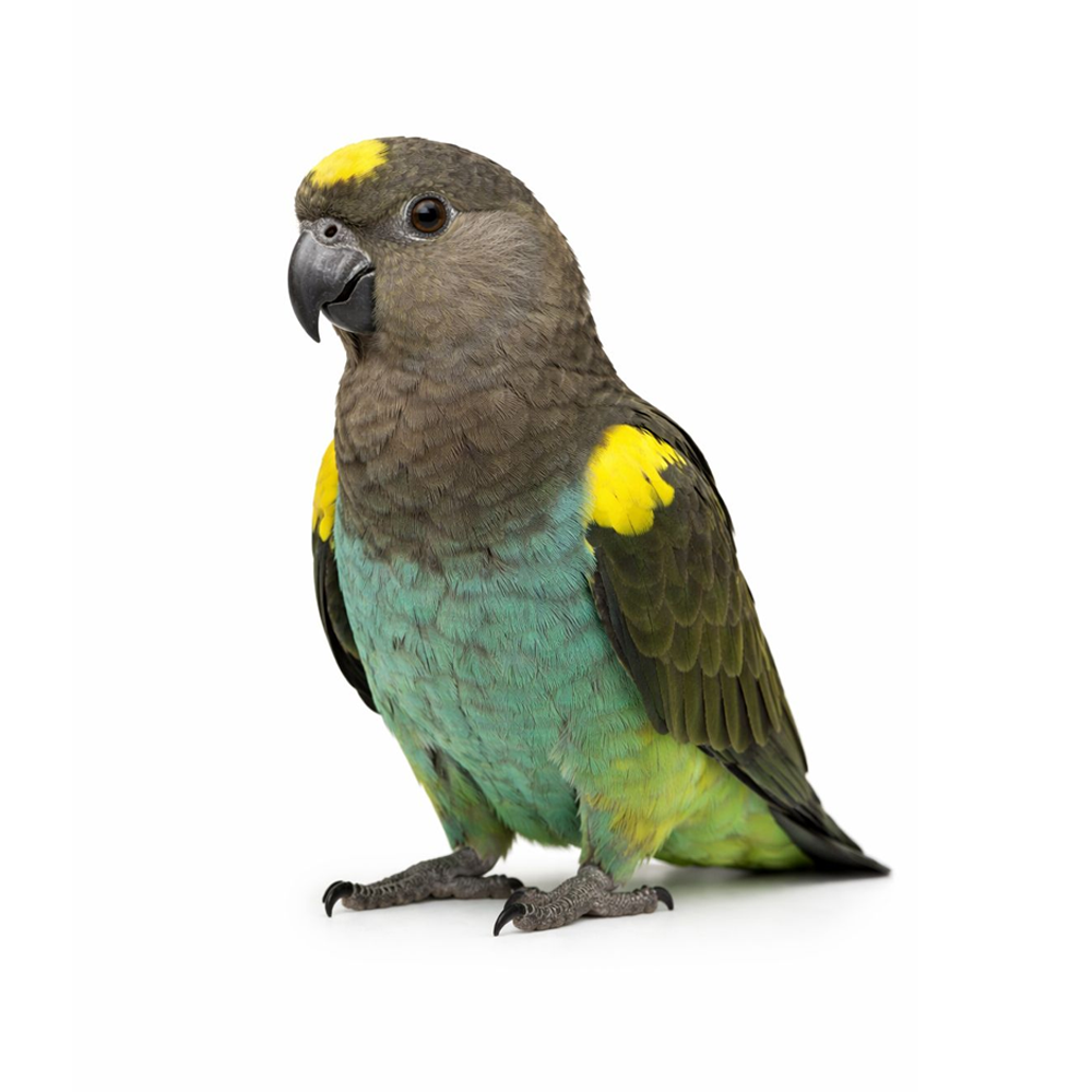 Meyer's Parrot