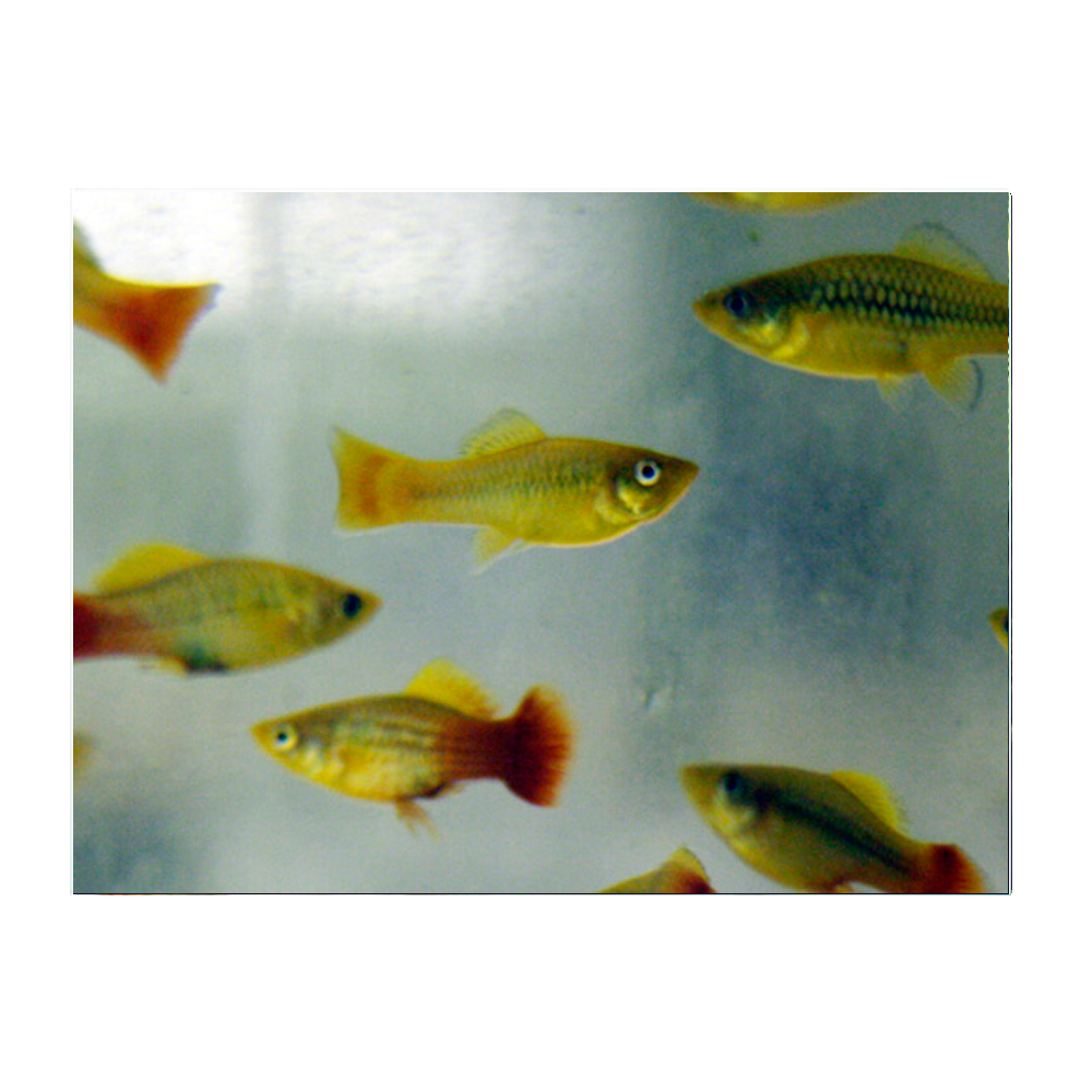 Multi-Colour Variatus Platy