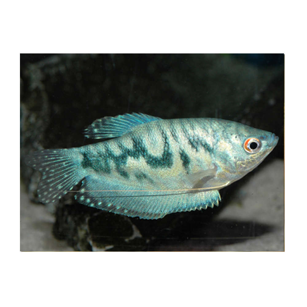 Opaline Gourami