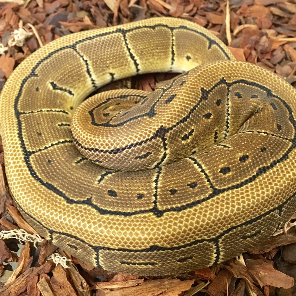 PINSTRIPE Royal Python