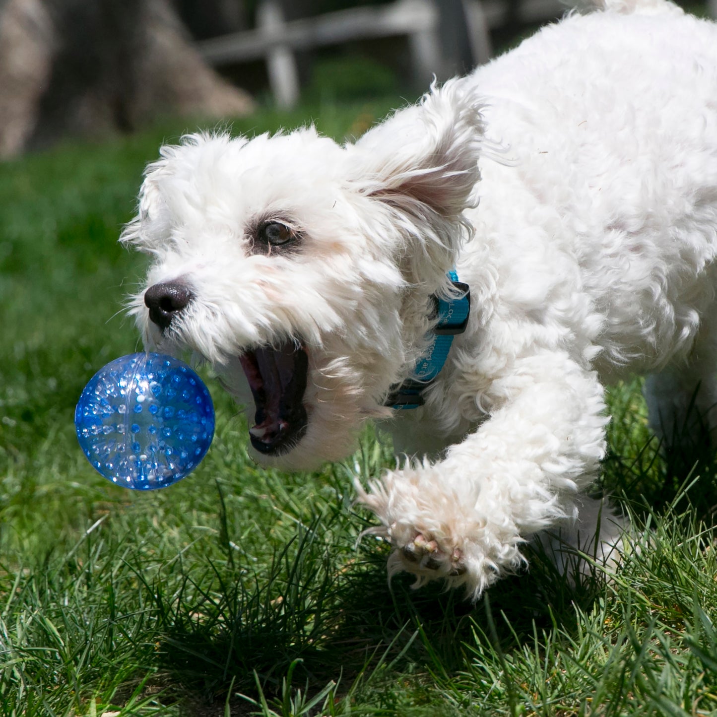 KONG Squeezz Geodz Ball L 2pk