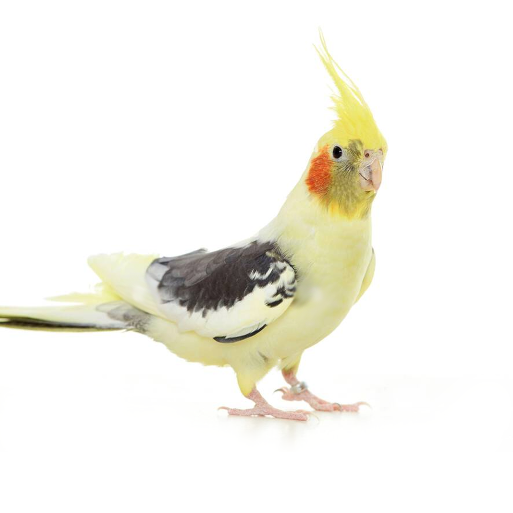 Pied Cockatiel