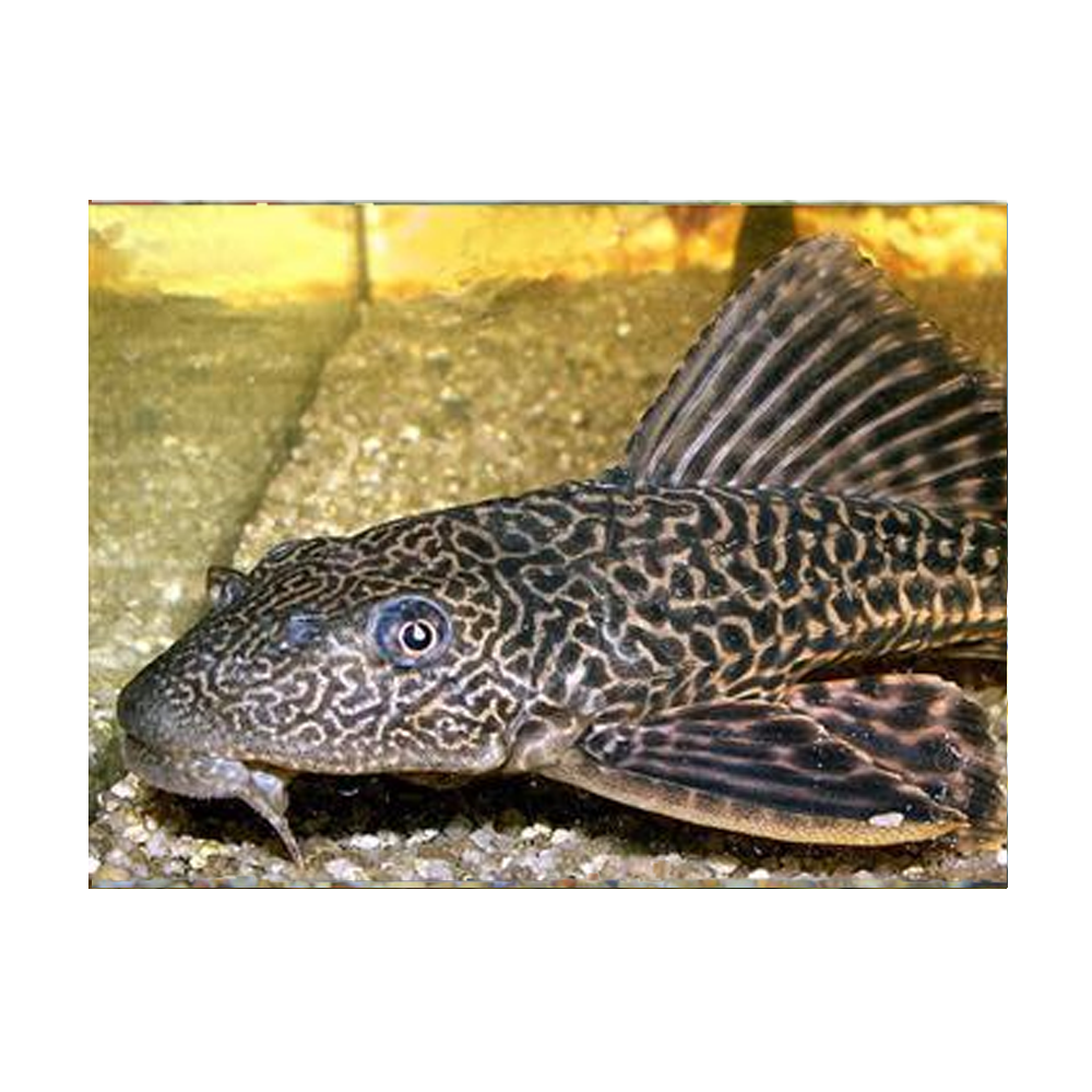 Plecostomus