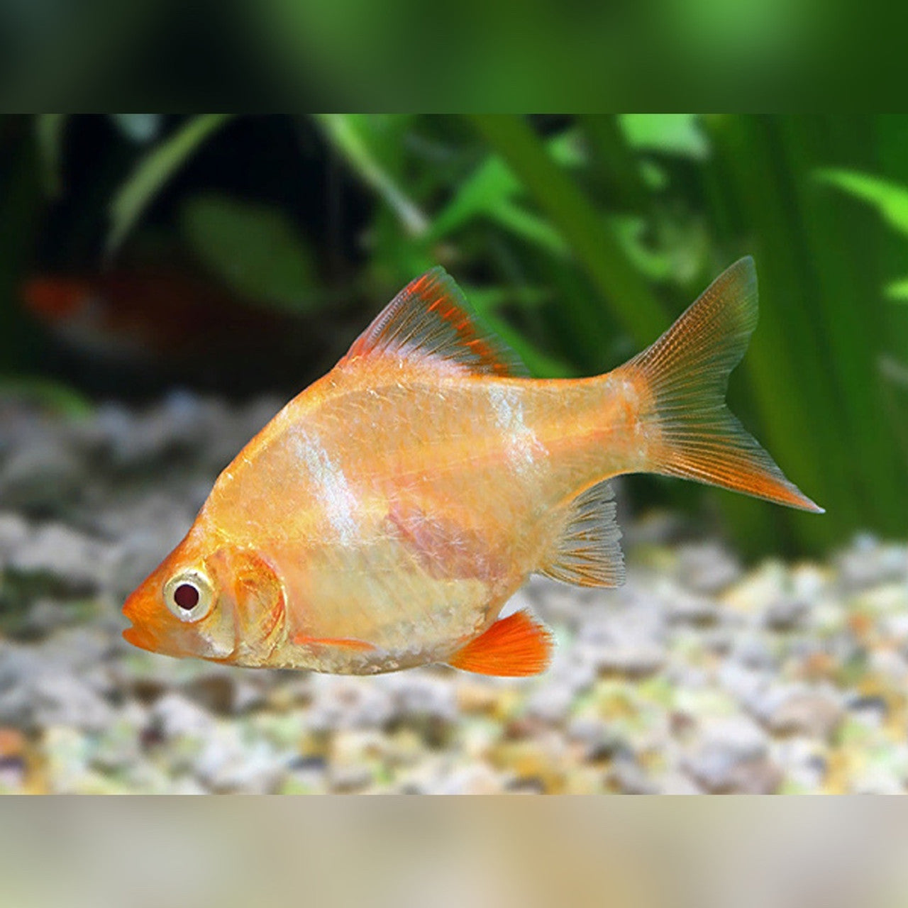 Albino Tiger Barb M-L