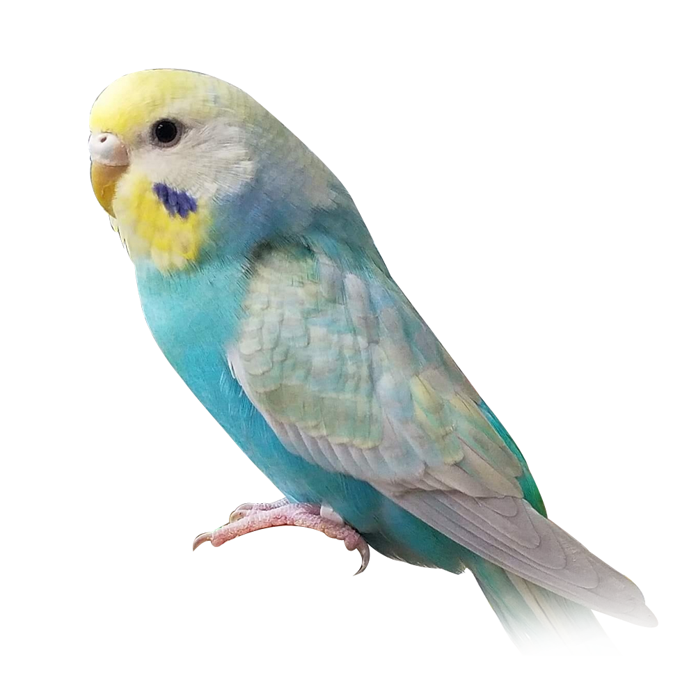 Rainbow Budgie