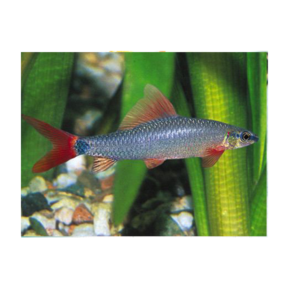 Rainbow Shark
