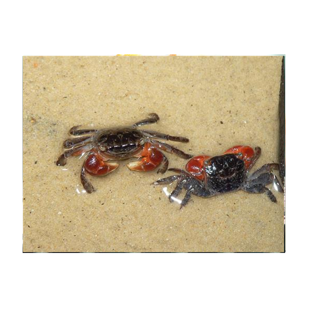 Red Crab