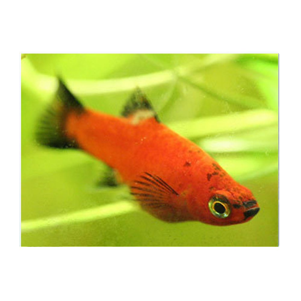 Red Wag Platy