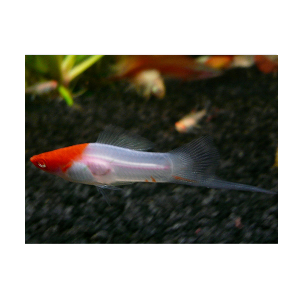 Red & White Kohaku Wag Swords