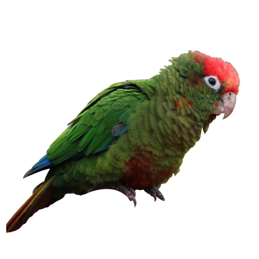 Rose-Crowned Conure