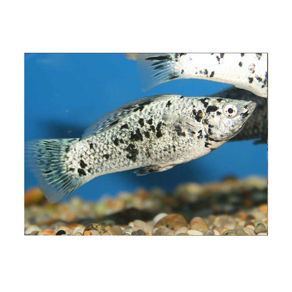 Silver Dalmation Molly