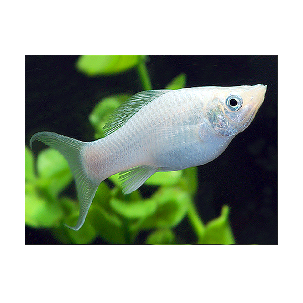 Silver Lyretail Molly