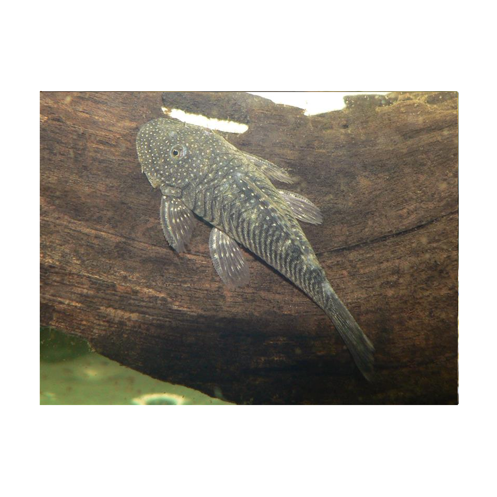 Striped Bulldog Pleco L-187