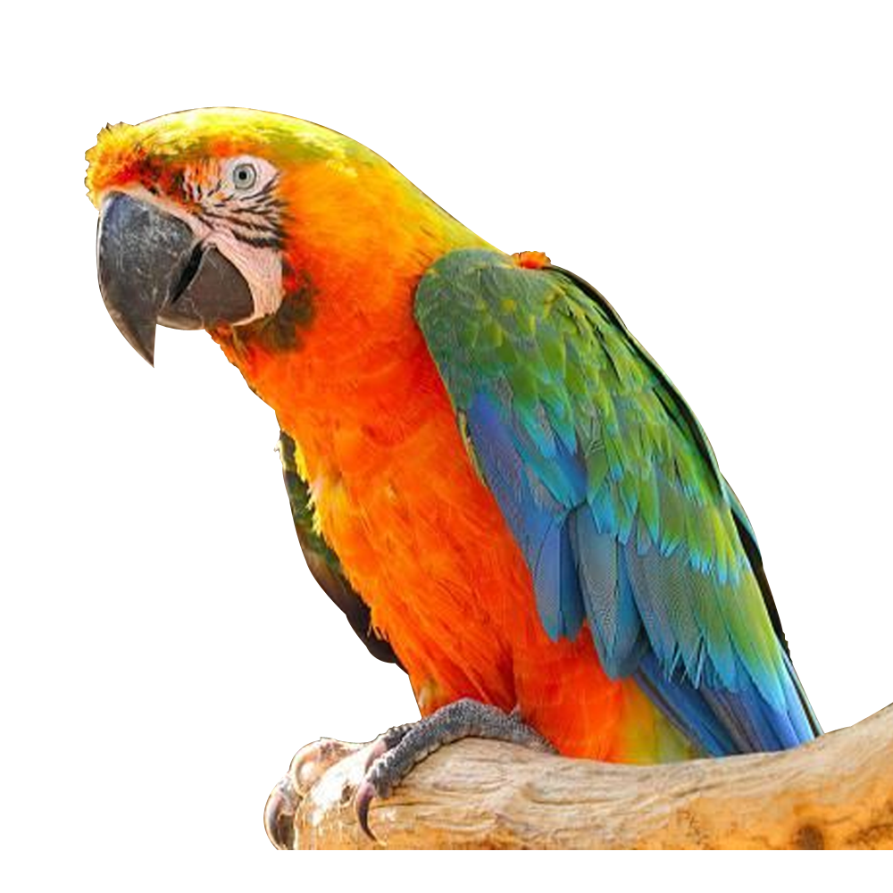 Tropicana Macaw