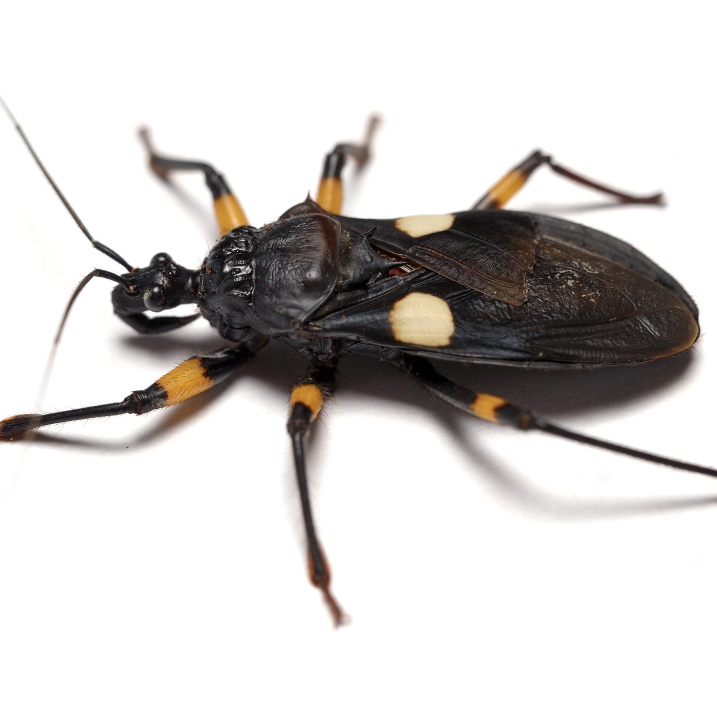 Two-Spotted Assassin Bug