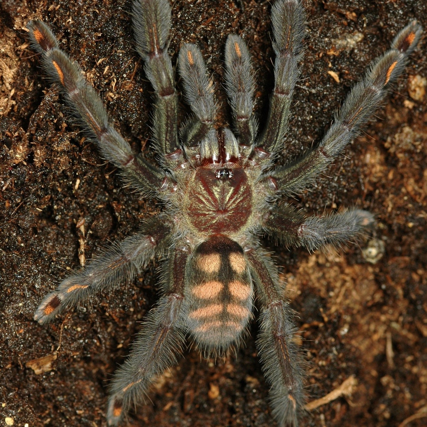 Venezualan Sun Tiger Tarantula