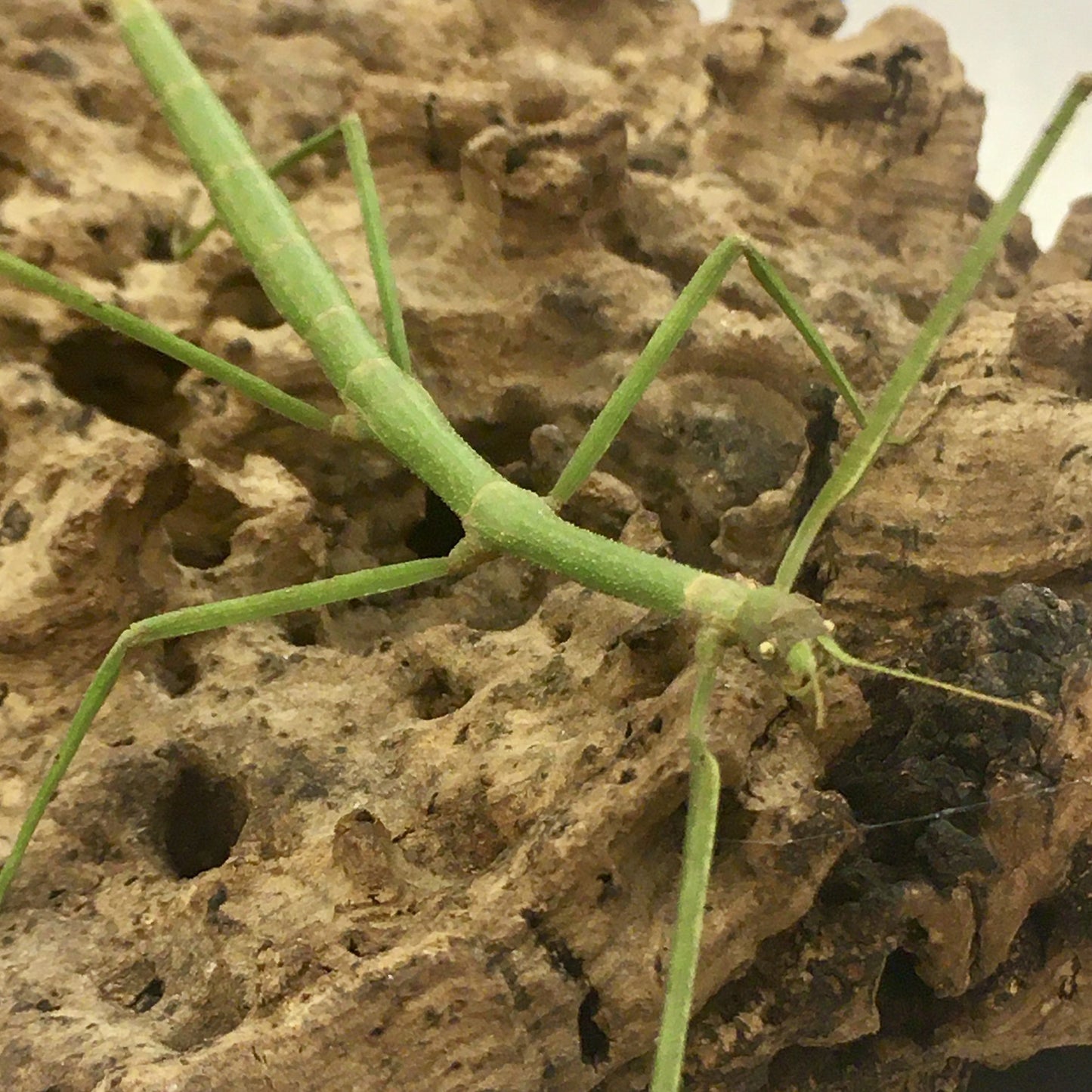 Vietnamese Walking Stick