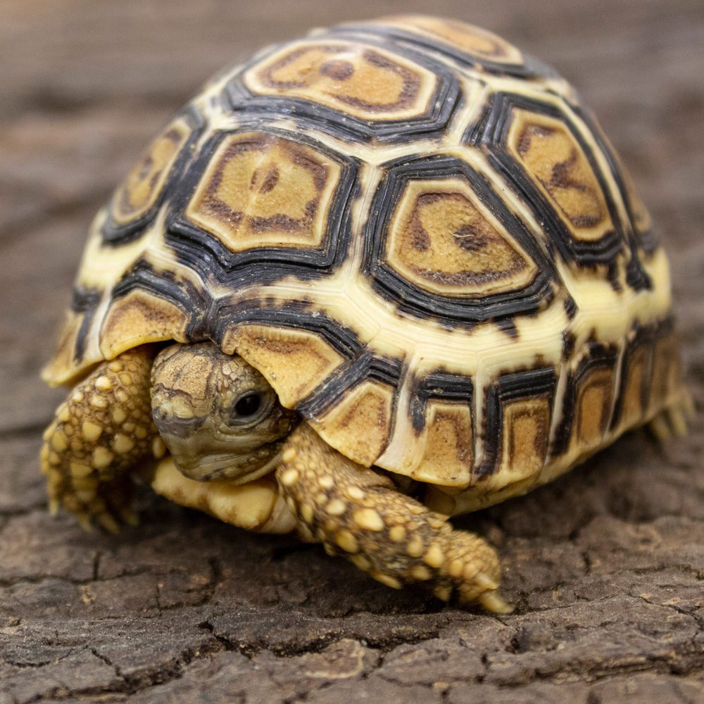 Leopard Tortoise