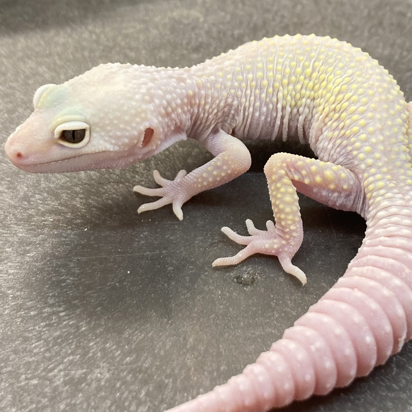 Mack Snow Leucistic Leopard Gecko