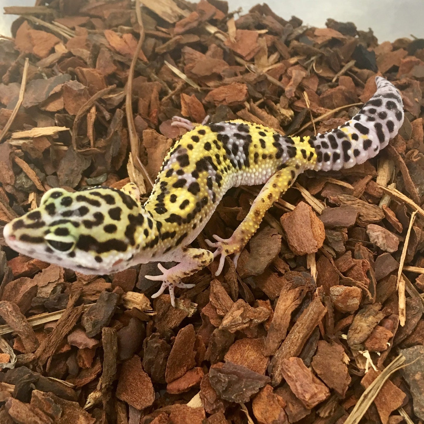 Normal Leopard Gecko