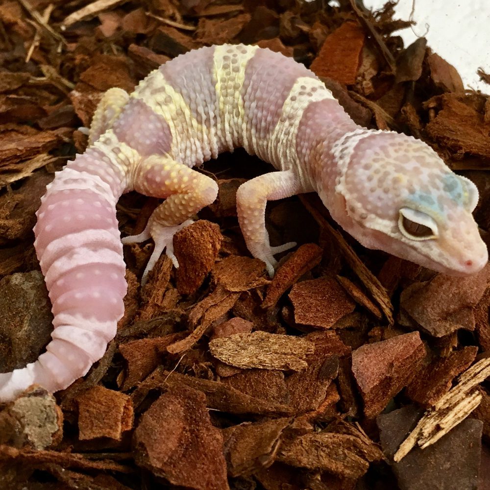 Mack Snow ALBINO Leopard Gecko