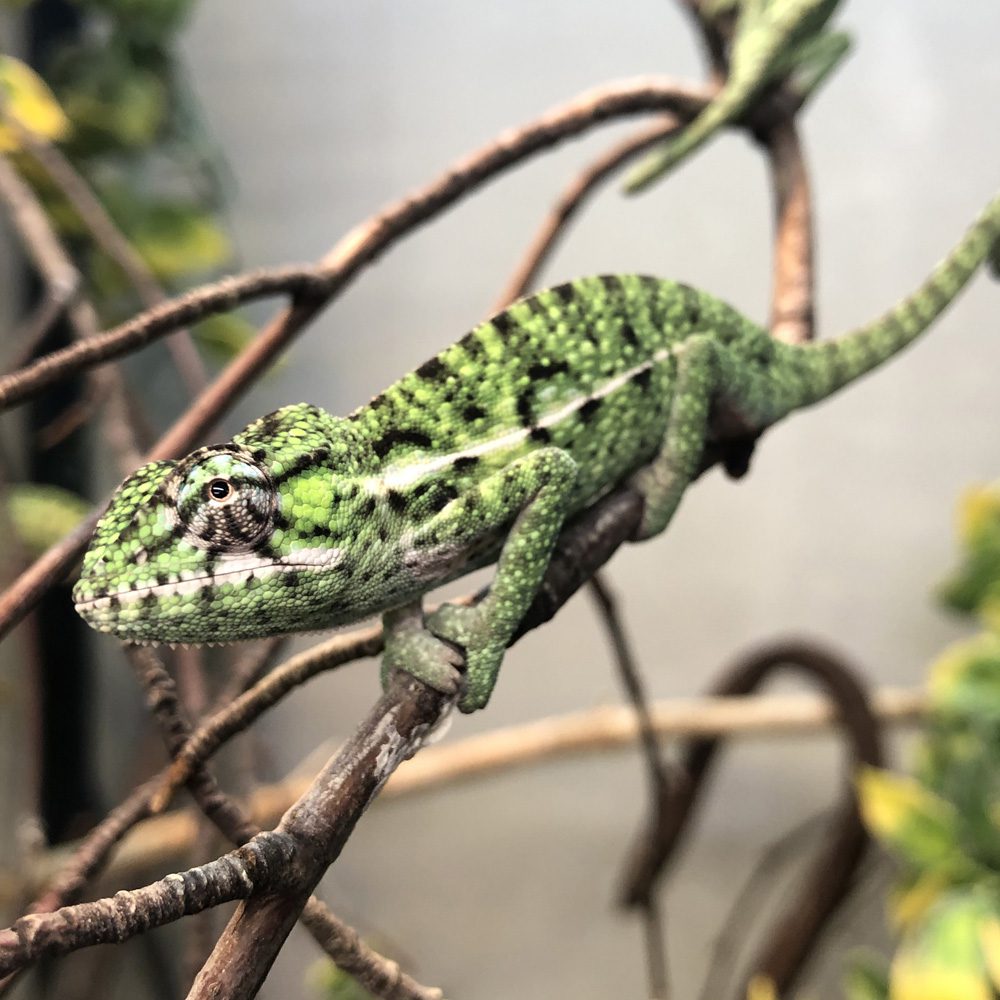 Carpet Chameleon