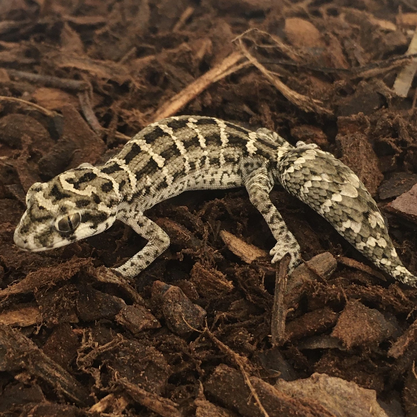 Viper Gecko